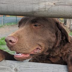 Torch - Chesapeake Bay Retriever
