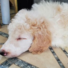 Australian Labradoodle and Poodle Puppies from Oodles of Doodles and some Poodles