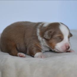 Marisol - Red tri-color female Australian Shepherd puppy in Jameson, Missouri from Sky Creek