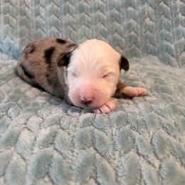 Blueberry pie - Blue merle male Miniature American Shepherd puppy in Groesbeck, Texas from Epic Miniature American Shepherds