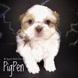 PigPen - Liver and white male Shih Tzu puppy in Peoria, Arizona from Loyal Shih Tzu