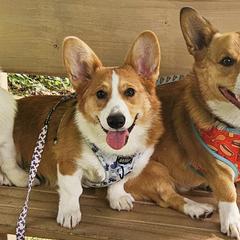 Catahoula Leopard Dogs and Pembroke Welsh Corgis from Peach Tree Catahoulas