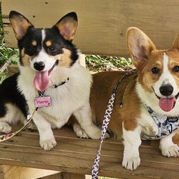 Catahoula Leopard Dogs and Pembroke Welsh Corgis from Peach Tree Catahoulas