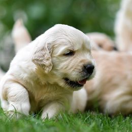 Golden Retriever Puppies from Suncoast Goldens