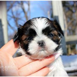 Shih Tzu Puppies from Devil Dogs Shih Tzu's