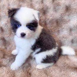 Snowdrop - Blue male Pomsky puppy in Venus, Pennsylvania from Hemlock Pines Pomsky