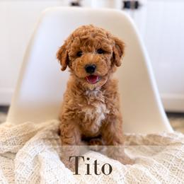 Tito - Red  male Goldendoodle puppy in Melba, Idaho from KZ Doodles