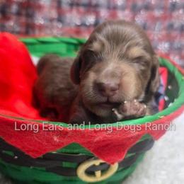 William Boy 3 - Chocolate and cream male Dachshund puppy in Bigfork, Minnesota from Long Ears and Long Dogs Ranch