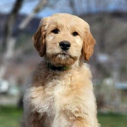 Light green boy - Cream Goldendoodle puppy in Riggins, Idaho from Deep Canyon Puppies