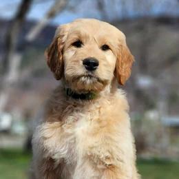 Light green boy - Cream Goldendoodle puppy in Riggins, Idaho from Deep Canyon Puppies