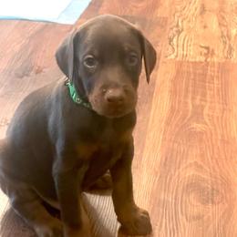 Green collar male - Red and rust male Doberman Pinscher puppy in Madison, Indiana from Jensen Dobermans and Dachshunds