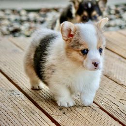 American Corgi and Pembroke Welsh Corgi Puppies from Elk Ridge Corgis