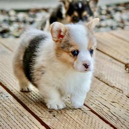 American Corgi and Pembroke Welsh Corgi Puppies from Elk Ridge Corgis
