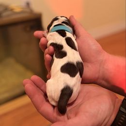 Light Blue - Liver and white female German Shorthaired Pointer puppy in Ash Flat, Arkansas from SmokePoint GSPs