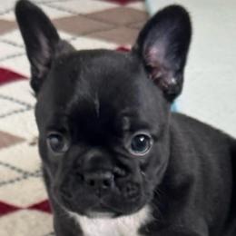 Bear aka Stavros - Black and white male French Bulldog puppy in Louisville, Kentucky from Diamonds Frenchies