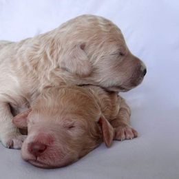 Goldendoodle, Labradoodle, and Poodle Puppies from Don't Forget to Doodle