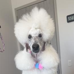 Miniature American Shepherds and Poodles from Breanna Morrison