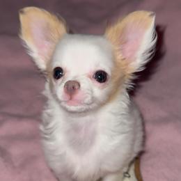 Fancy - Cream and white female Chihuahua puppy in Ozone Park (Queens), New York from Petite Pups LLC