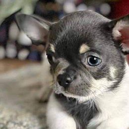 Chihuahuas and Rat Terriers from Emadens