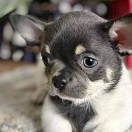 Chihuahuas and Rat Terriers from Emadens