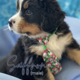 Bernedoodle and Bernese Mountain Dog Puppies from Faith and Family Farm