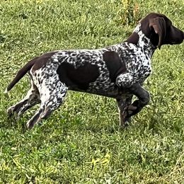 German Shorthaired Pointer Puppies from Dem Feuerhaus Gun Dogs