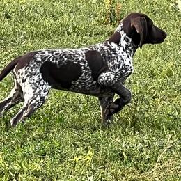 German Shorthaired Pointer Puppies from Dem Feuerhaus Gun Dogs