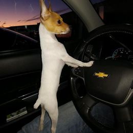 Toy Fox Terrier Puppies from Foxlace Farms Toy Fox Terriers