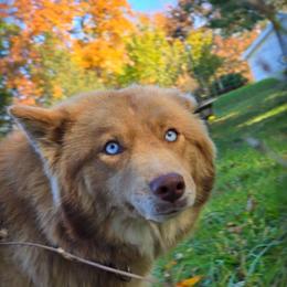 Honey - Siberian Husky