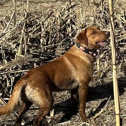 Chase - Labrador Retriever