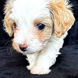 Bichon Frise and Poodle Puppies from Daisy Pups