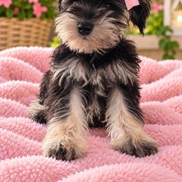 Girl 1 - Black and silver female Miniature Schnauzer puppy in Charlotte, North Carolina from Marley’s Babies