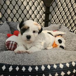 Shorkie and Yorkshire Terrier Puppies from Passion Pups TN