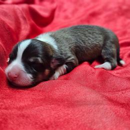 Darnald - Sable male Pembroke Welsh Corgi puppy in Washington from Castle View Royal Rumps