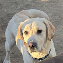 Kylo - Yellow male Labrador Retriever puppy in Centreville, Maryland from Barbihaus Kennels