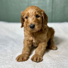 Harry - Red  male Goldendoodle puppy in Osage City, Kansas from Golden Ridge Goldens