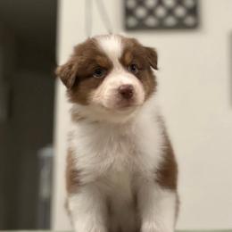 Glory (Orange) - Red tri-color female Australian Shepherd puppy in Navasota, Texas from Triple MMM Kennel