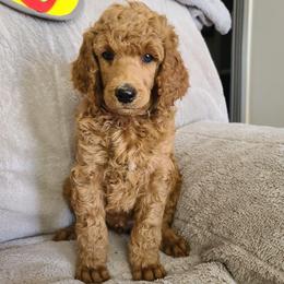 Gray collar - Red  male Poodle puppy in Colorado Springs, Colorado from Silly's Standard Poodles