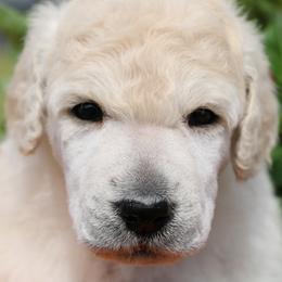 Lilly - White female Poodle puppy in Ephrata, Washington from NCR Ranch