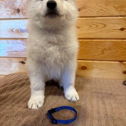 Blue collar    ( TJ Max) - White male Berger Blanc Suisse puppy in Rice Lake, Wisconsin from Windswept White Swiss Shepherds