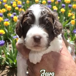 Java - Brown and white female Aussiedoodle puppy in Lebanon, Oregon from Abbott Family Farm