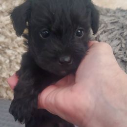 Bean - Black male Schnoodle puppy in Arkansas from Harper's Pups