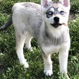 Alaskan Klee Kai and French Bulldogs from Wiebelhusky's Alaskan Klee Kai