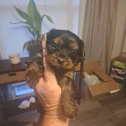 Yorkshire Terriers from Puppies
