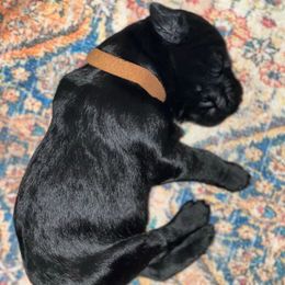 Brown collar - Pepper and salt male Giant Schnauzer puppy in Atoka, Oklahoma from Hannah's Haus & Farm