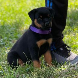Rottweiler and Yorkshire Terrier Puppies from Superior Family Kennels