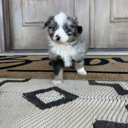 Australian Shepherd and Miniature Australian Shepherd Puppies from Happy Little Aussies