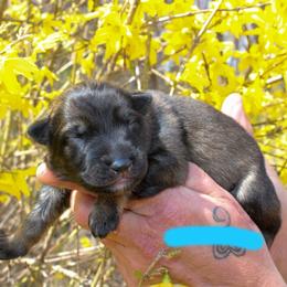 Boy 1 - Sable male German Shepherd puppy in New York from Spitze German Shepherds
