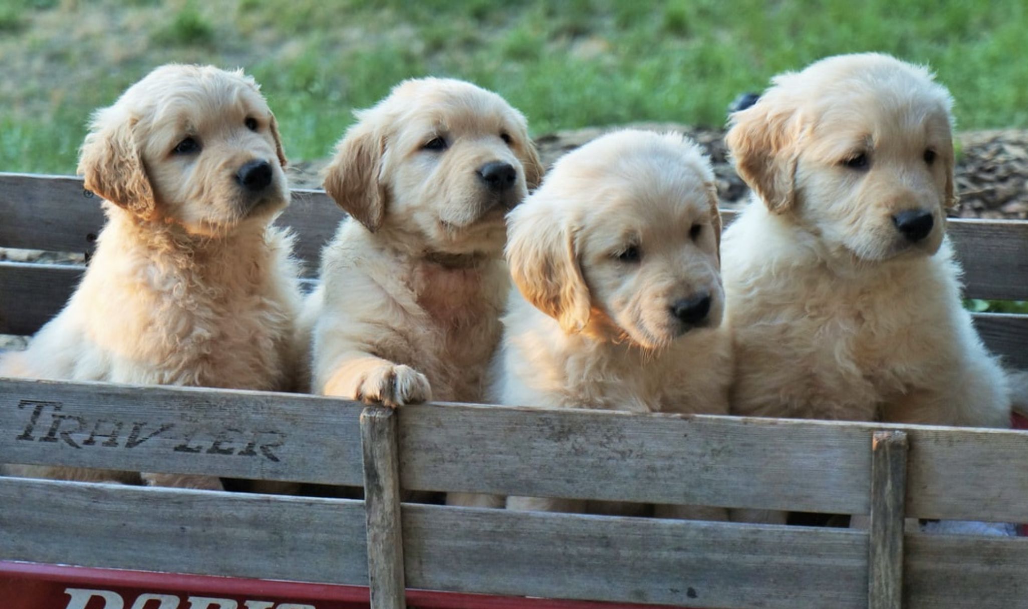 Bliss Retrievers In Oregon 