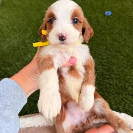 Spencer - Yellow - Red  female Goldendoodle puppy in Ruthorfordton, North Carolina from Duncan Doodles Goldendoodles